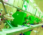 Hệ thống băng tải cấp liệu tự động cho các máy đóng gói GD